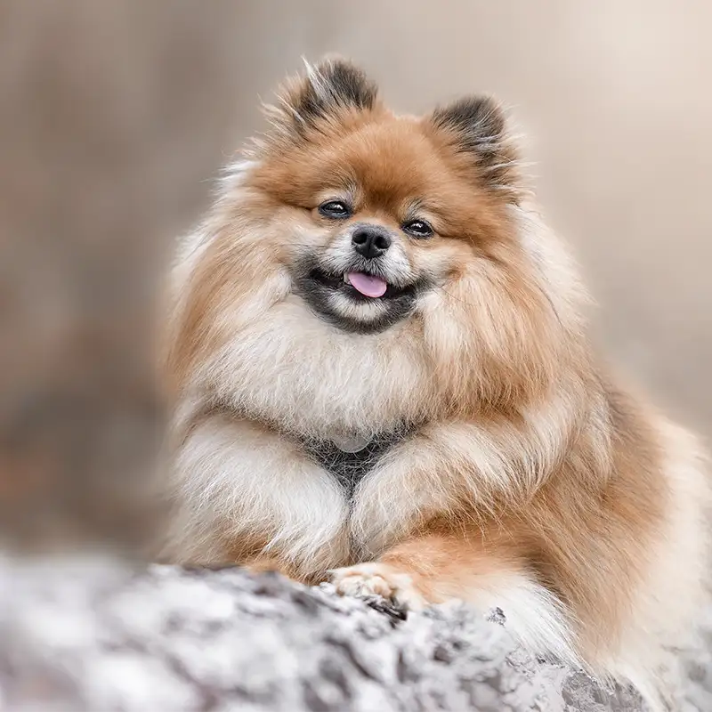 Hund liegt auf Baumstamm