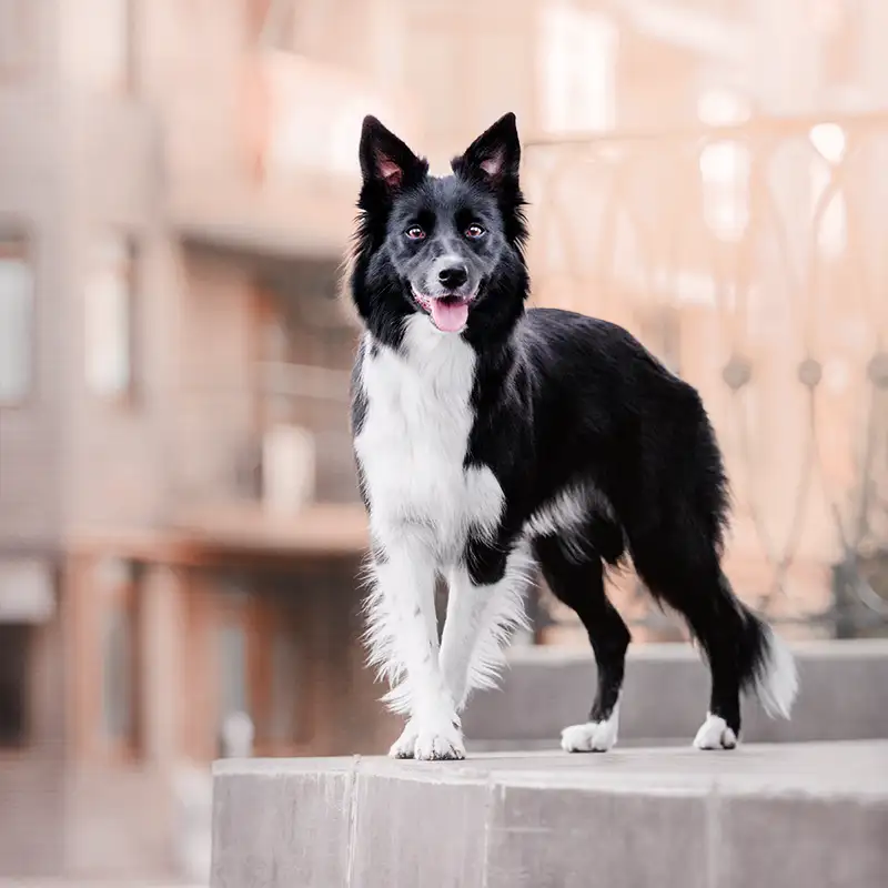 Hund in der Stadt