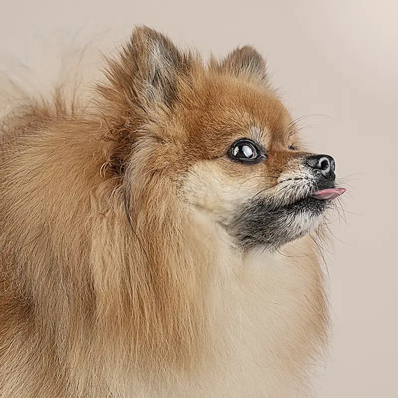 Pomeranian im Studio